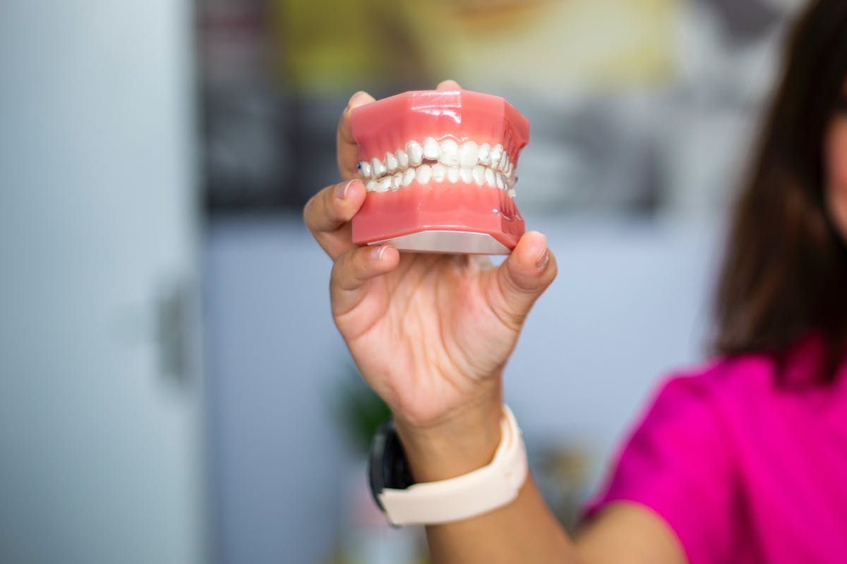 A Person Holding Dental Teeth Model